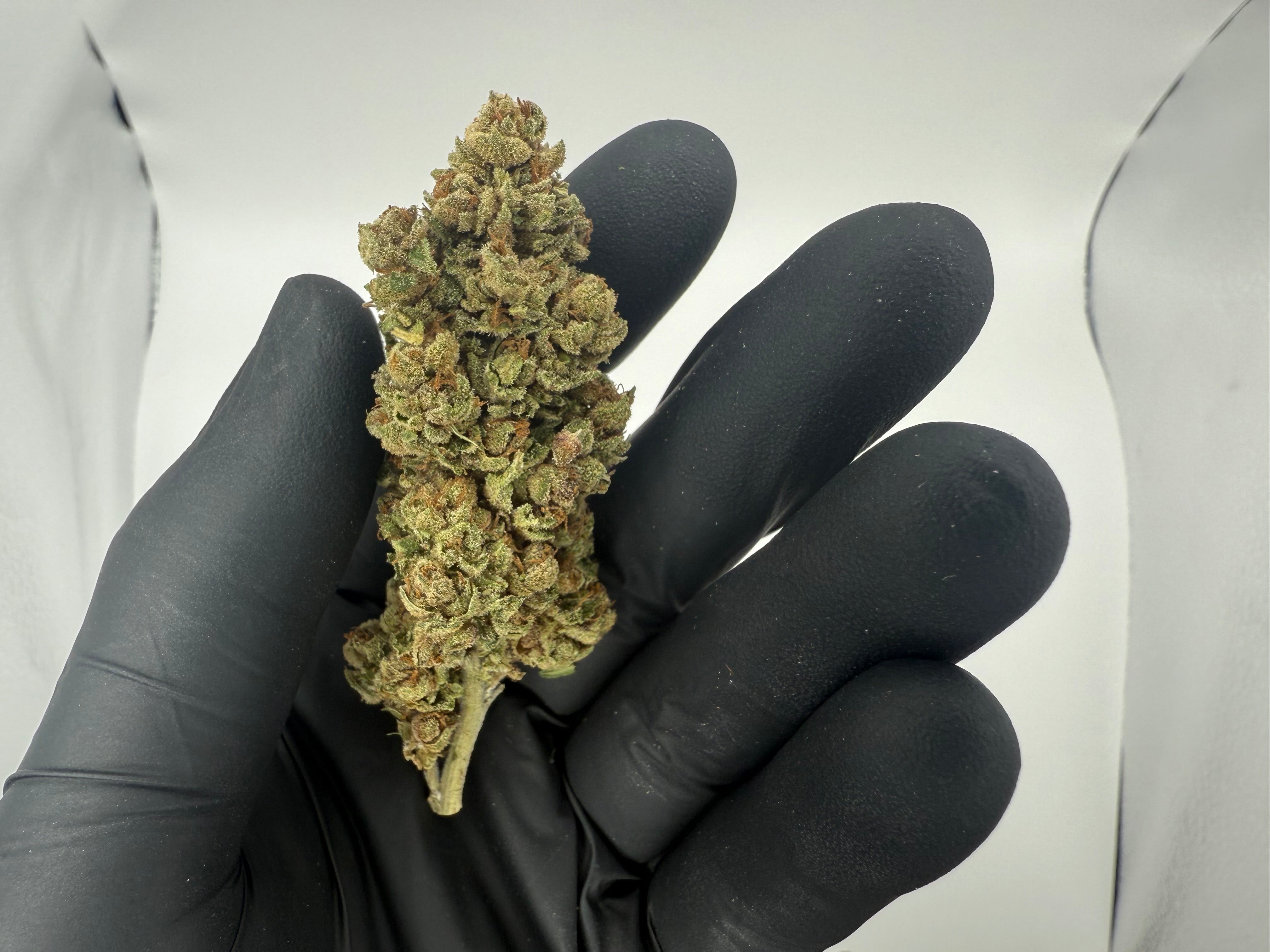 LEGENDARY ZOMBIE KUSH- OUTDOOR