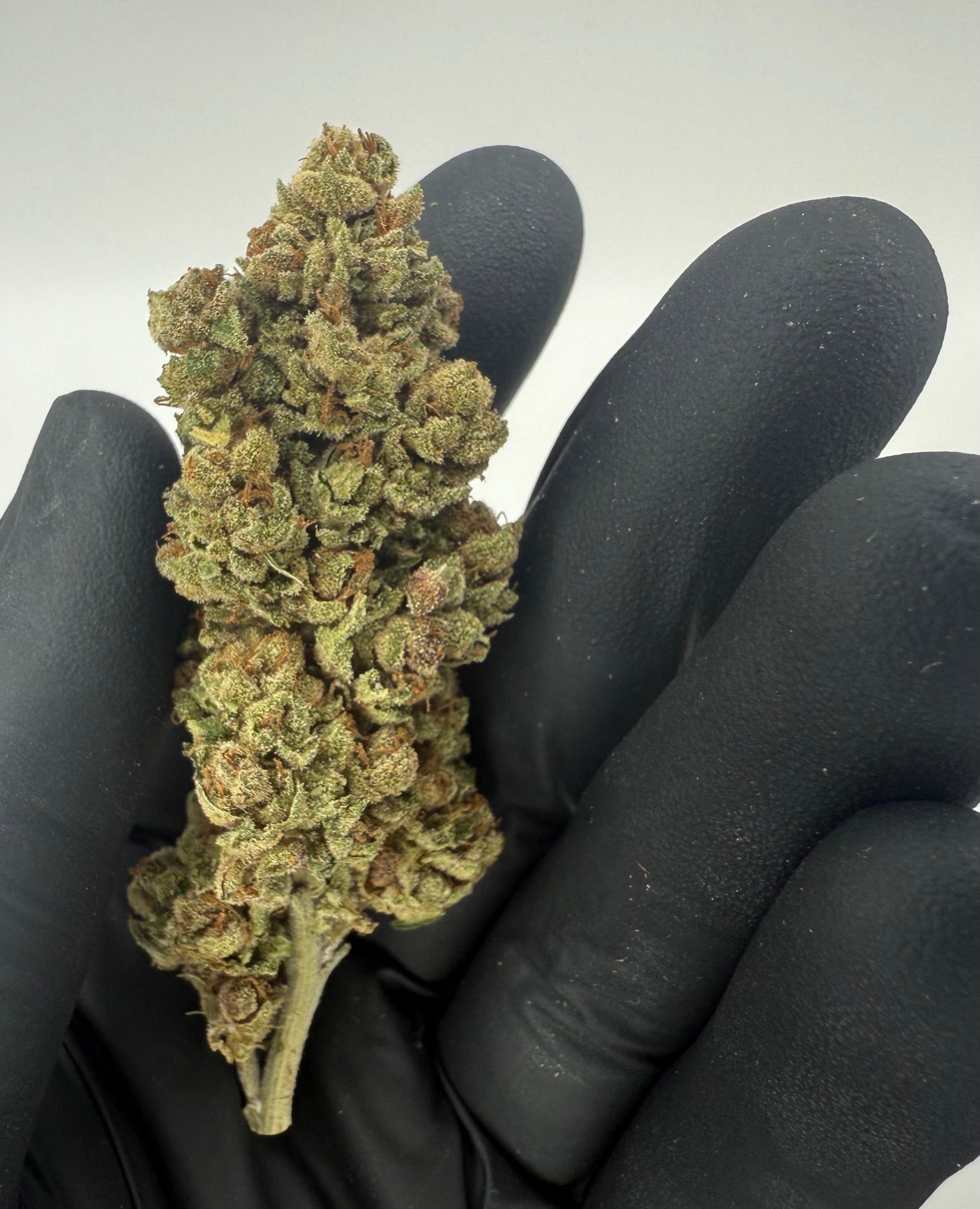 LEGENDARY ZOMBIE KUSH- OUTDOOR