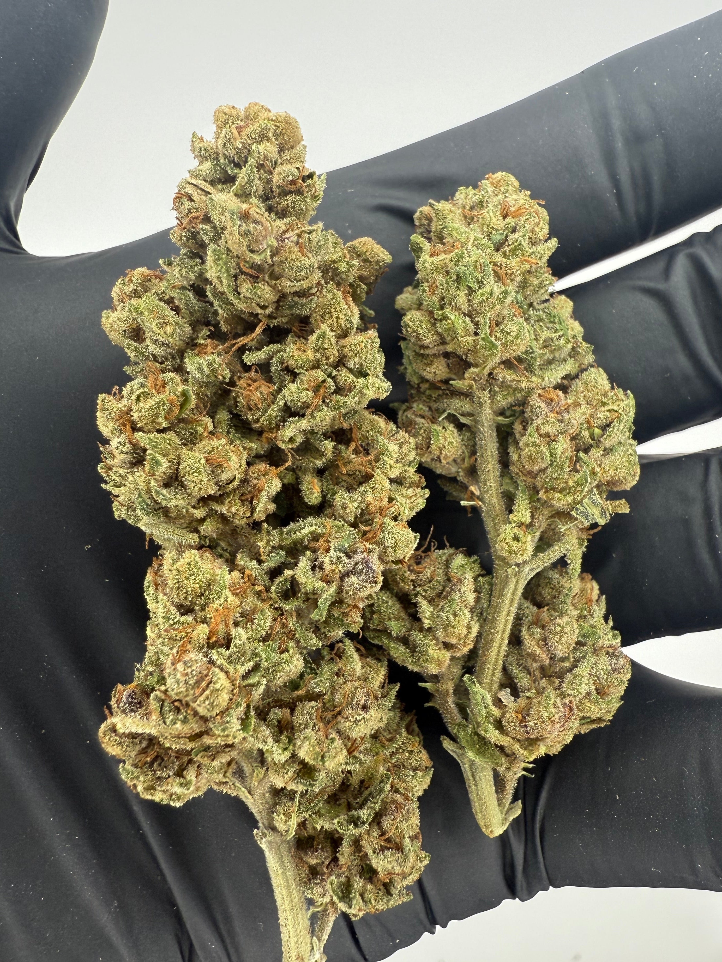 LEGENDARY ZOMBIE KUSH- OUTDOOR