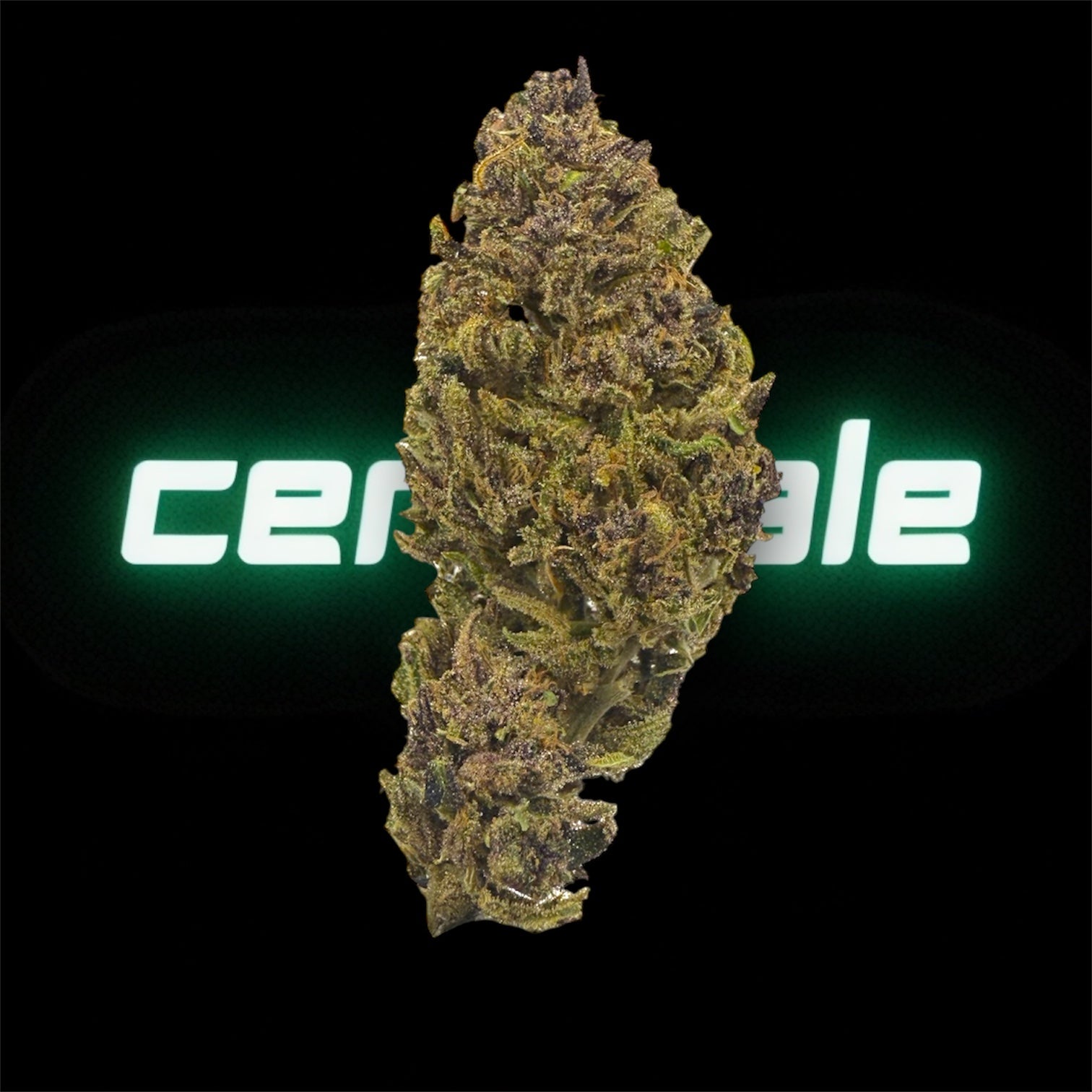 STRAWBERRY DOGNUTS - OUTDOOR