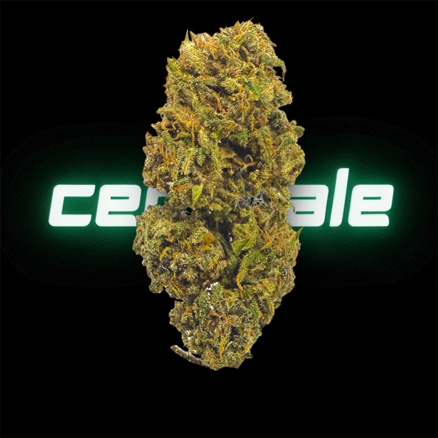 ORANGE FRITTER - OUTDOOR