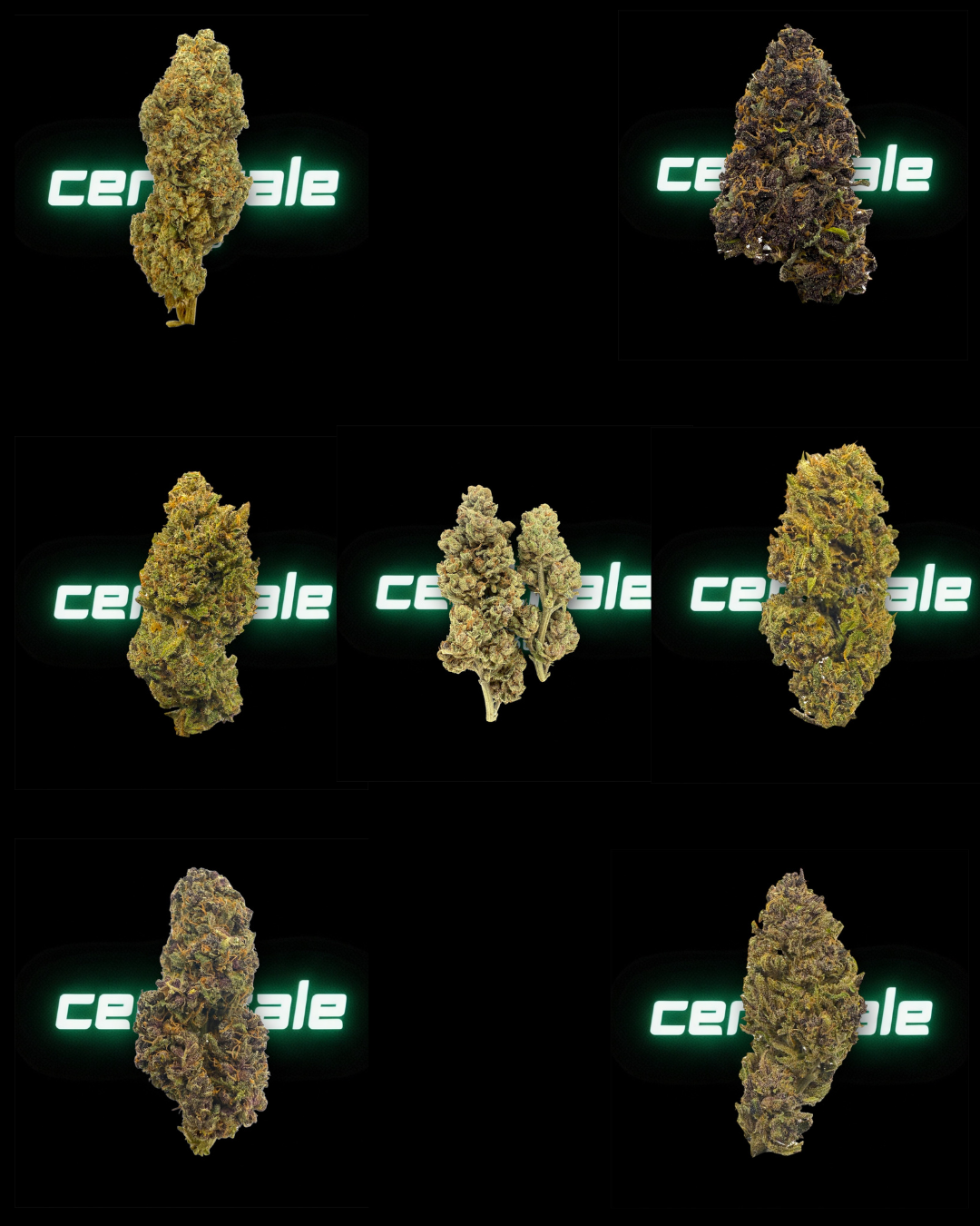 PACK DECOUVERTE - FLEURS