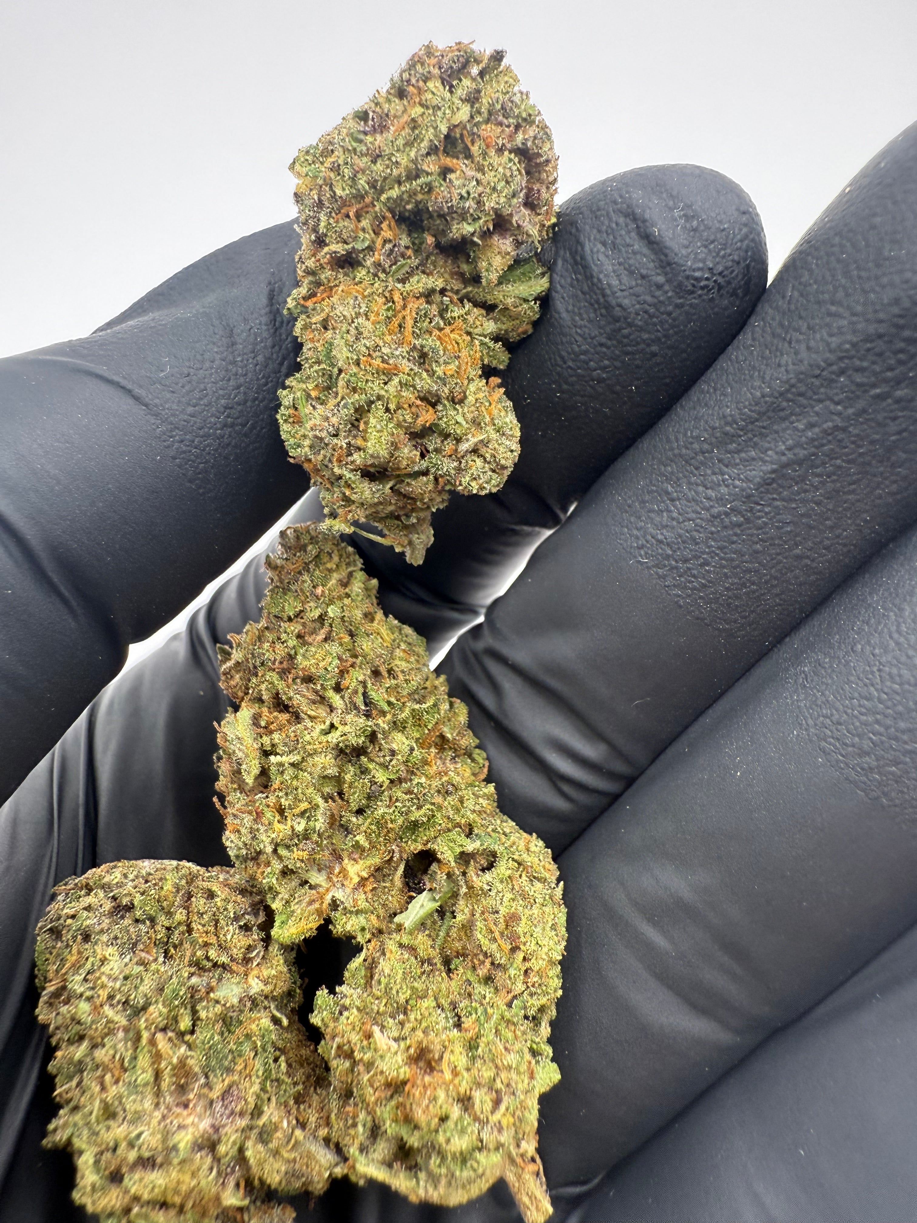 RAINBOW SHERBERT - OUTDOOR