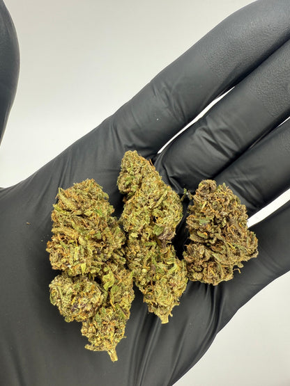 ORANGE FRITTER - OUTDOOR