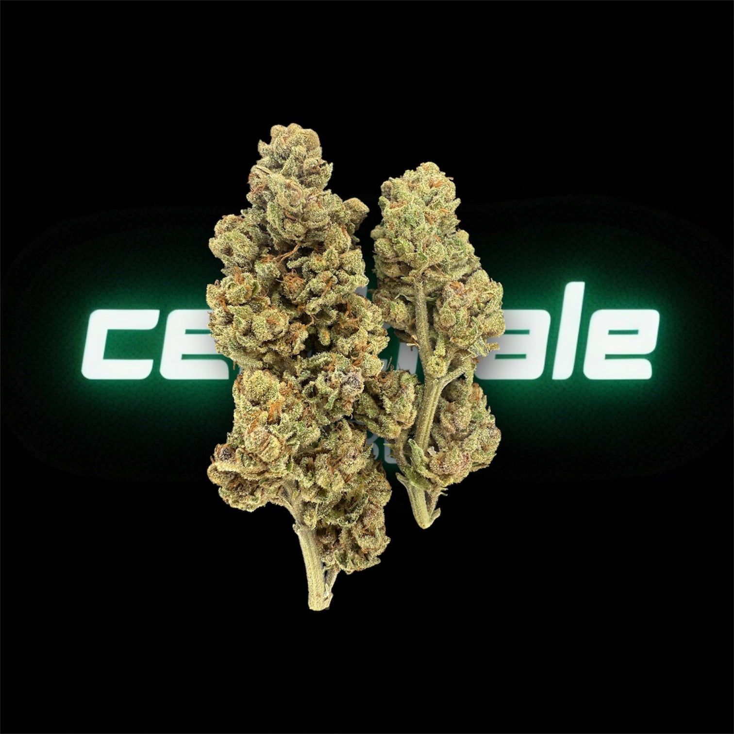 LEGENDARY ZOMBIE KUSH- OUTDOOR