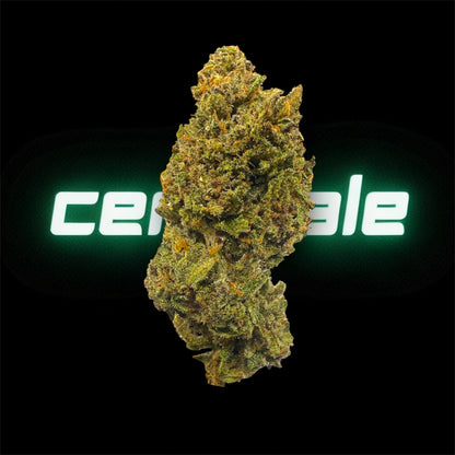 RAINBOW SHERBERT - OUTDOOR