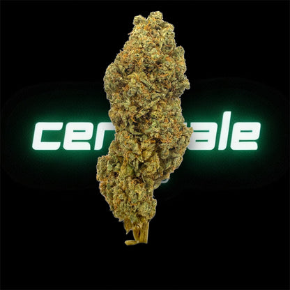 PINEAPPLE LEMONADE - INDOOR